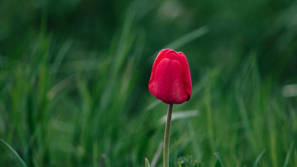 How Togo LinkedIn Bloggers Can Collaborate with India Advertisers in 2025