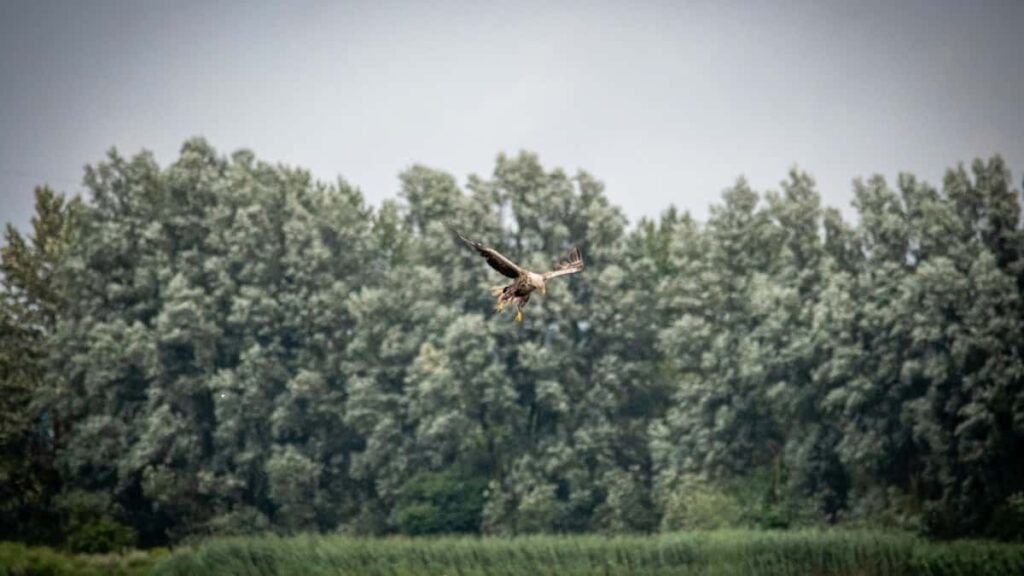 How Togo Pinterest bloggers can collaborate with Russia advertisers in 2025