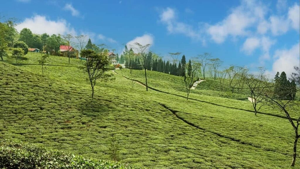 2025 Portugal Twitter AllCategory Advertising Rate Card Togo View