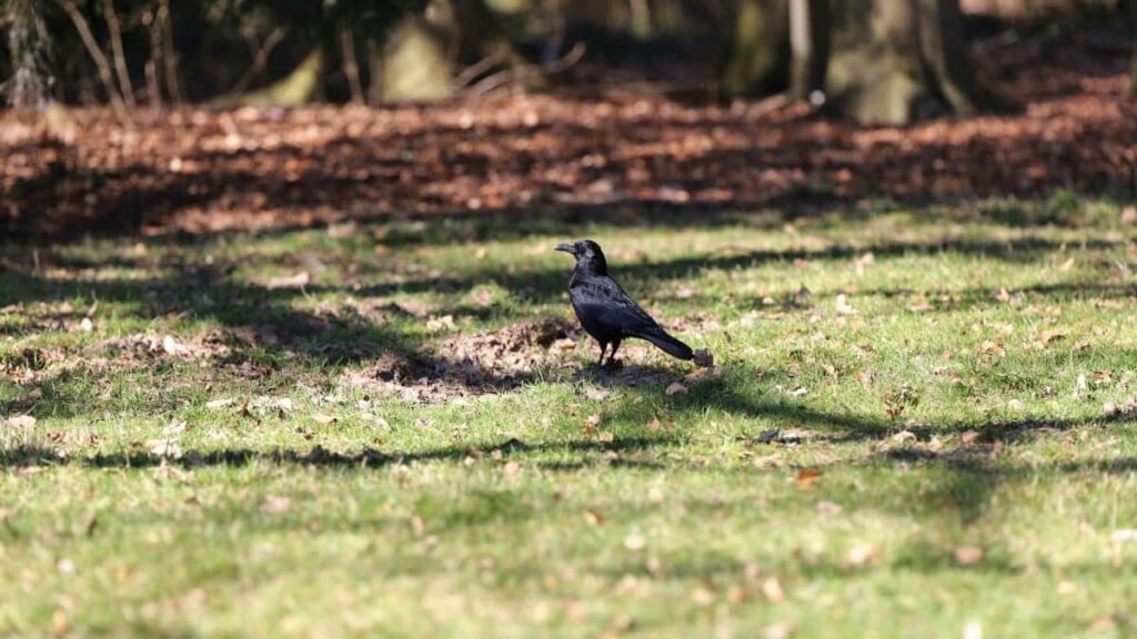 How Togo Telegram bloggers can collaborate with Italy advertisers in 2025