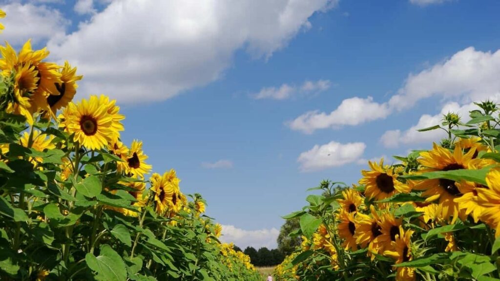 How Togo LinkedIn bloggers can collaborate with Spain advertisers in 2025