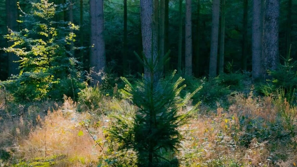 2025 Ghana Pinterest AllCategory Advertising Rate Card Togo Insights