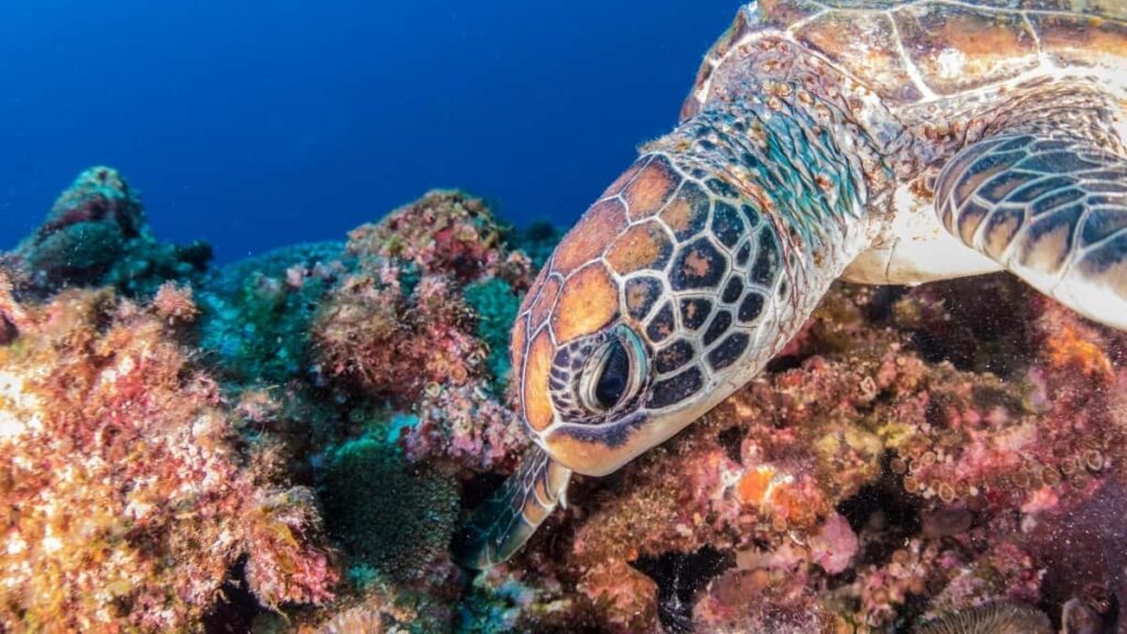 2025 Ghana TikTok AllCategory Advertising Rate Card for Togo Market