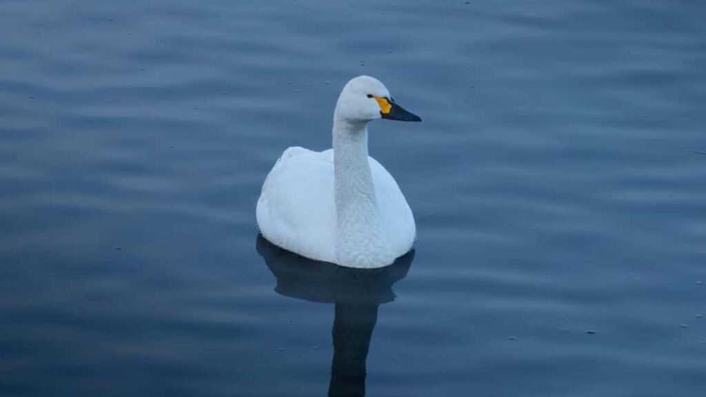 2025 Saudi Arabia Twitter All Category Advertising Rate Card for Togo