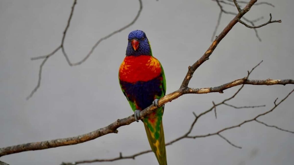 2025 Russia Snapchat AllCategory Advertising Rate Card for Togo Market