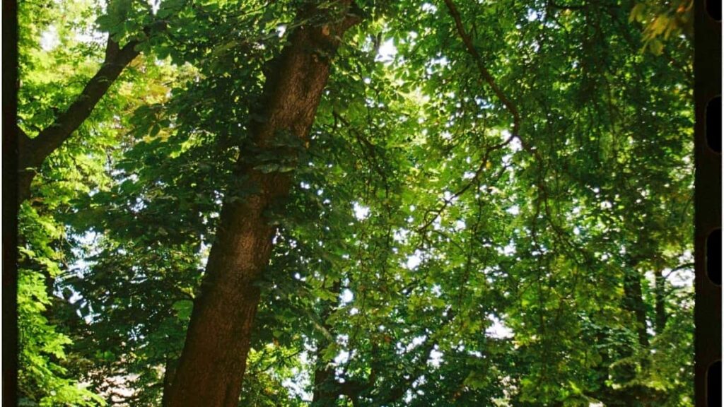 2025 Netherlands WhatsApp Advertising Rates for Togo Market