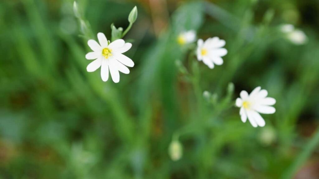 2025 Brazil Facebook AllCategory Advertising Rate Card Togo View