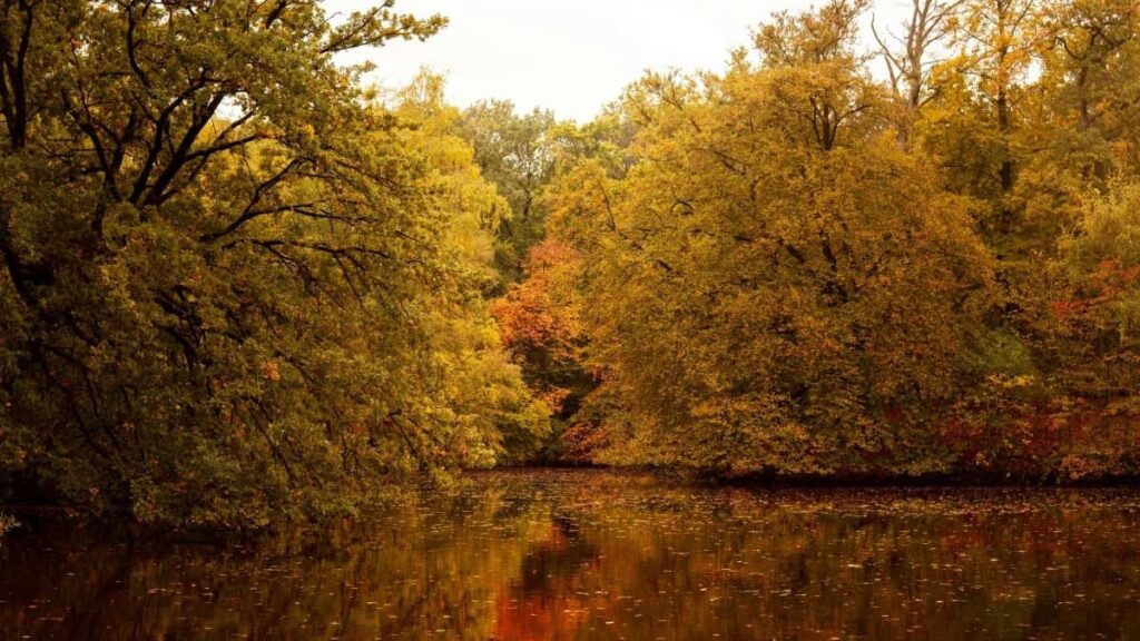 2025 Egypt TikTok All Category Advertising Rate Card Togo Marketa