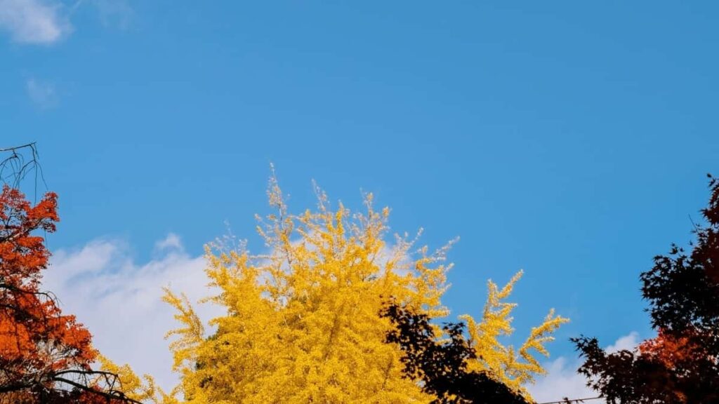 2025 Turkey Twitter All Category Advertising Rate Card Togo Market