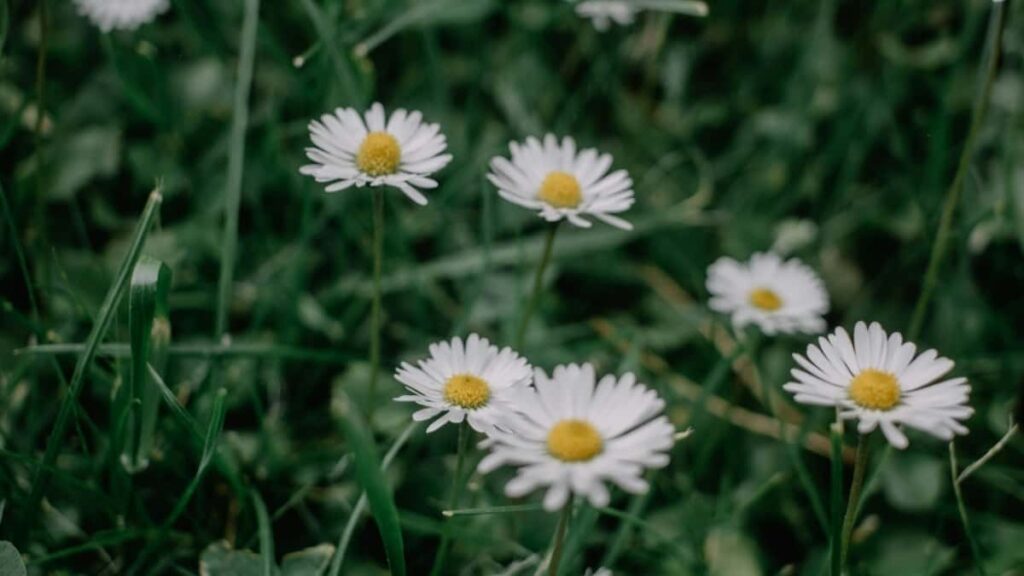 2025 Saudi Arabia Facebook Advertising Rate Card Togo View