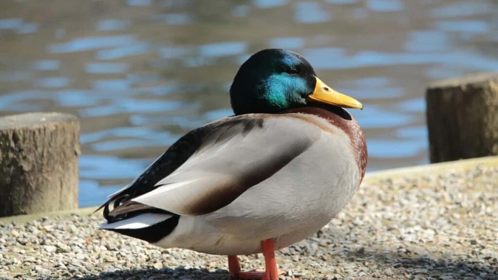 2025 Brazil YouTube Advertising Rate Card Togo Marketers Guide