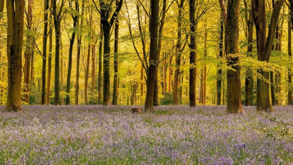 2025 Benin Snapchat Ad Rate Card Togo Markɔtinɖe Wòle