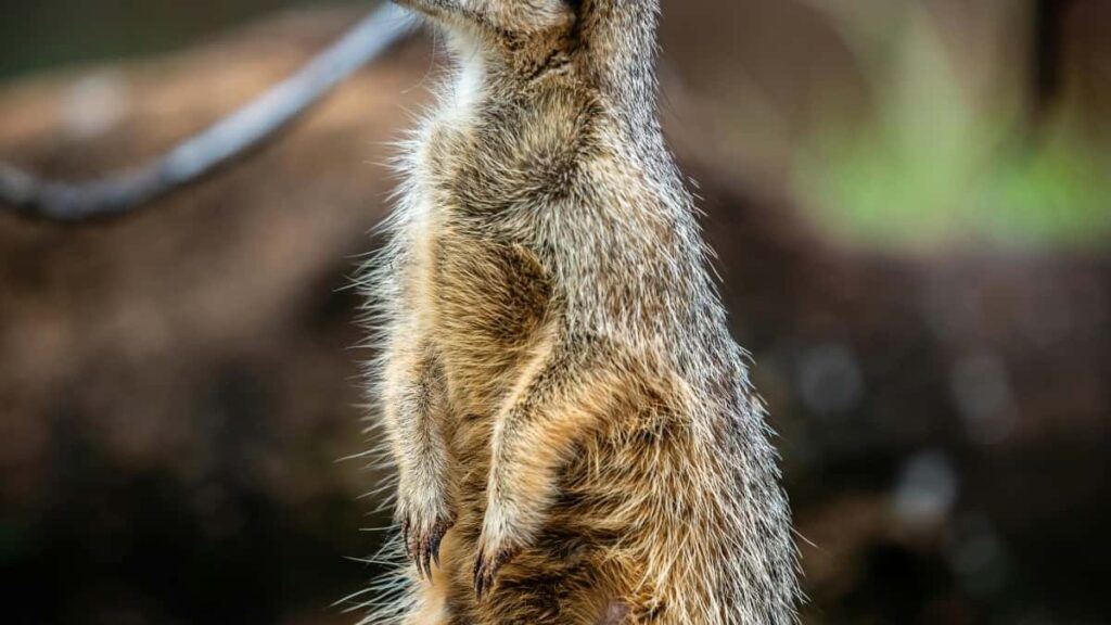 2025 Japan YouTube Advertising Rate Card Togo Marketi