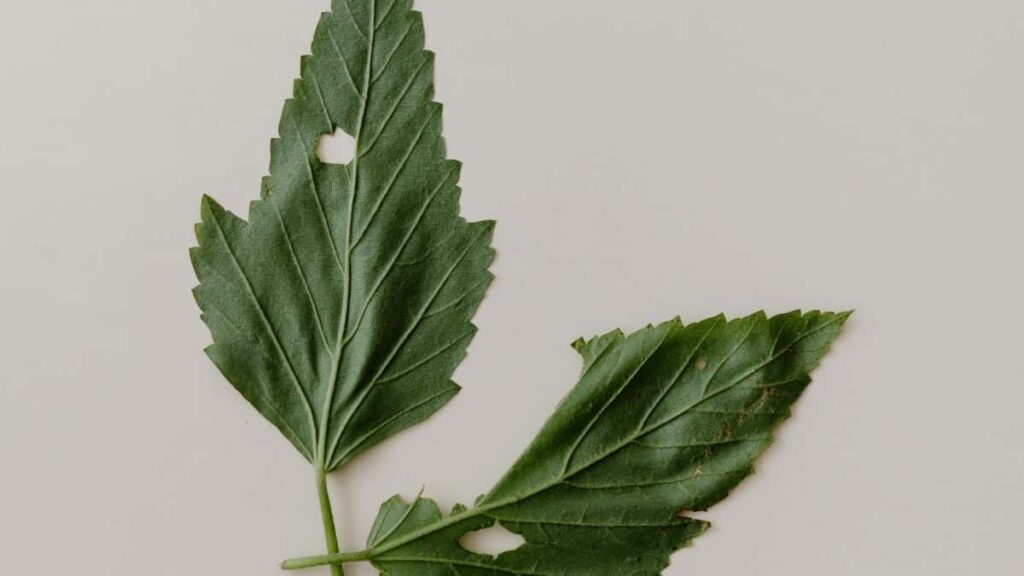 2025 South Africa Twitter Advertising Rate Card Togo Perspective