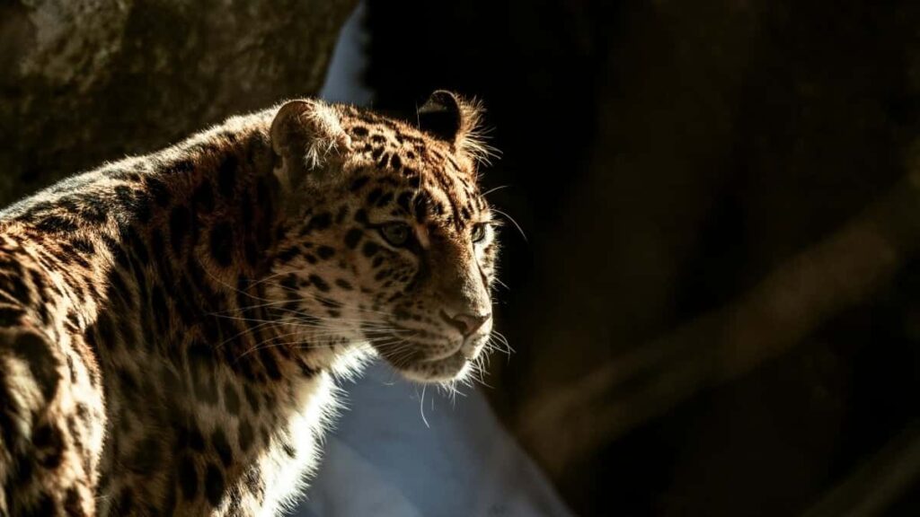 2025 United Arab Emirates Twitter Togo Ad Rates Kata