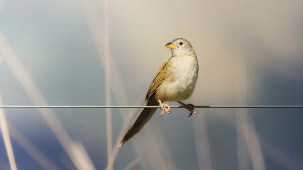 2025 Canada YouTube AllCategory Advertising Rate Card Togo Le