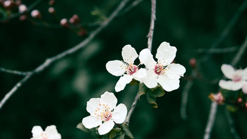 2025 India TikTok Advertising Rate Card Togo Marketing