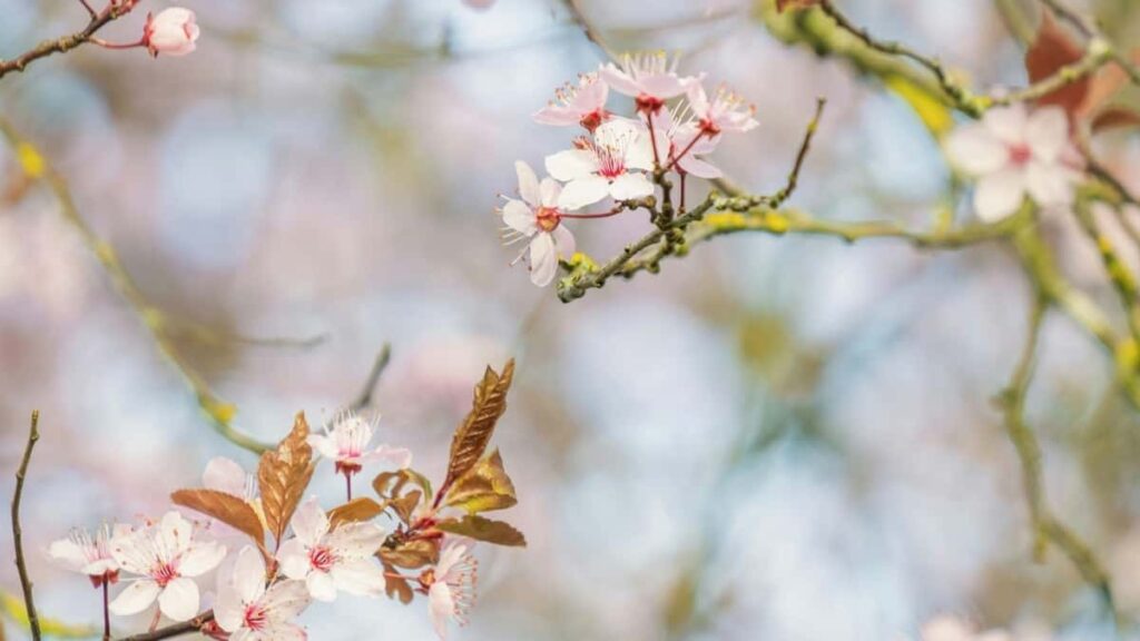 2025 Ivory Coast Instagram Advertising Rate Card Togo Market