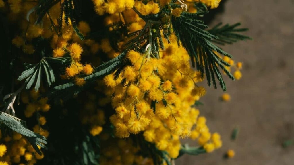 2025 Nigeria Facebook AllCategory Advertising Rate Card Togo View