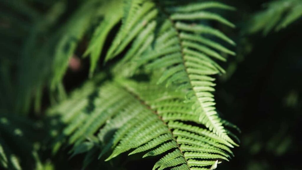 2025 Belgium YouTube Advertising Rate Card Togo perspective