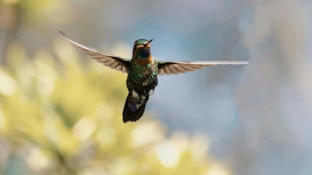 2025 Belgium Snapchat AllCategory Ad Rates for Togo Market