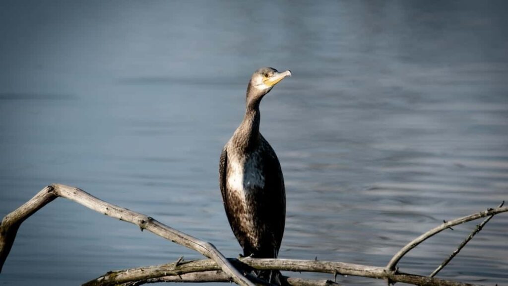 2025 Portugal YouTube Advertising Rate Card Togo Marketing