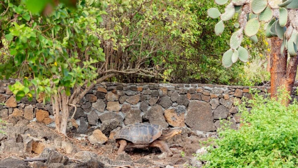 2025 Canada Twitter Dɔwɔlawo Le Kɔntɔ Kple Rates