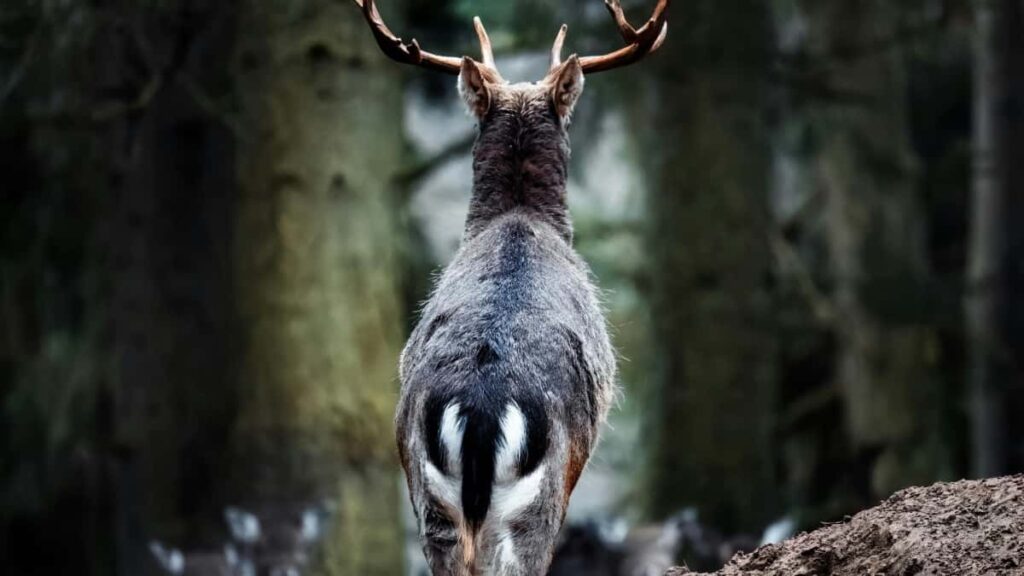 2025 Canada Facebook Advertising Rate Card Togo Eye View