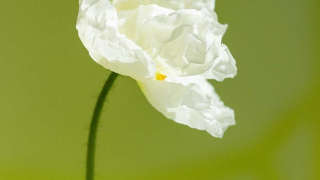 2025 Malaysia WhatsApp All Category Advertising Rate Card gbe Togo adwuma