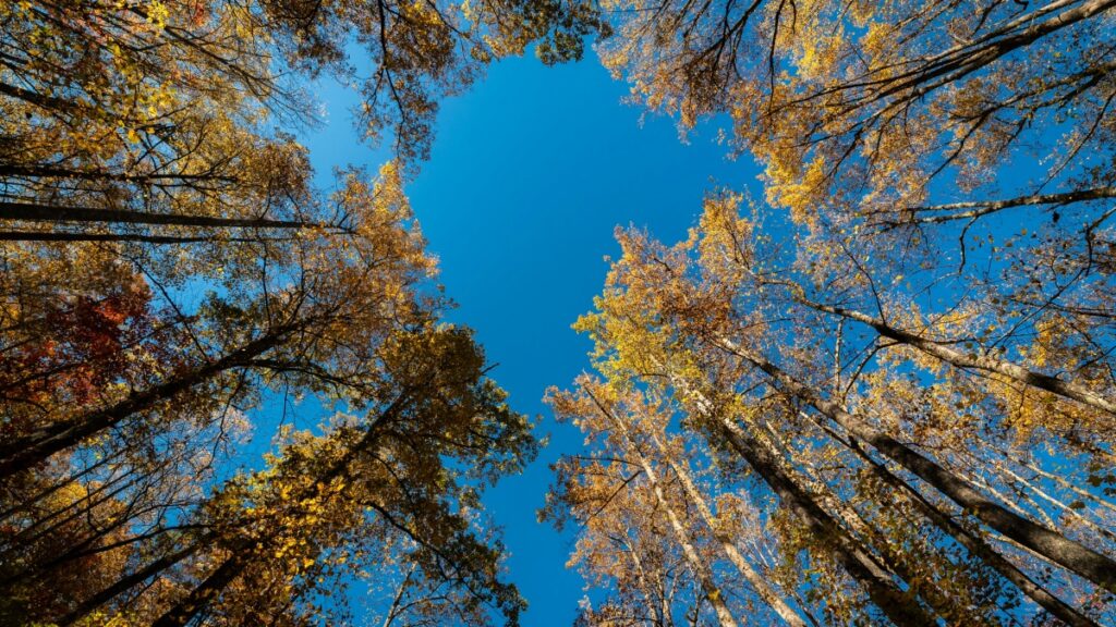 Ŋutsuɖoɖo kple insights le Viber, Finland me brand sponsorship kple social media posts wɔ Togo.