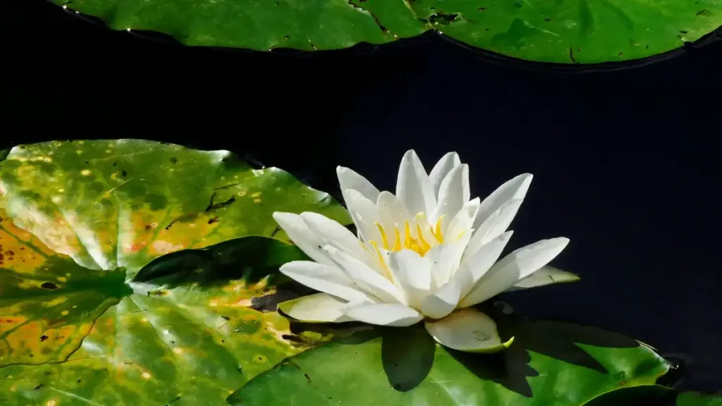 Découvre comment les marques au Togo peuvent utiliser HBO Max Espagne et l'envoi d'échantillons produits pour cartonner.