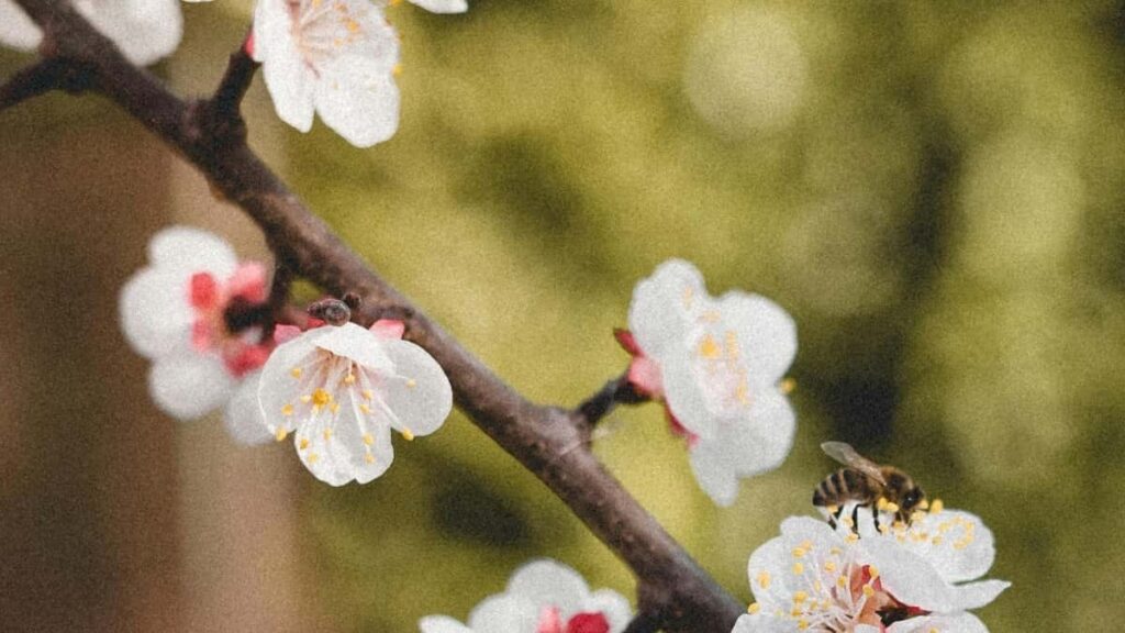 Ɖe Josh Creator wɔ Bosnia kple Ɣlɔmɛ ŋutsuɖɛ alo influencer takeover? Le Togo la, wòle emeɖe nye nu si wòwɔ nu vɔ̃.