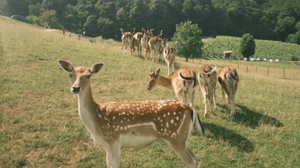 Guide simple pour créateurs au Togo : comment engager les marques des Émirats Arabes Unis sur HBO Max avec des cadeaux.