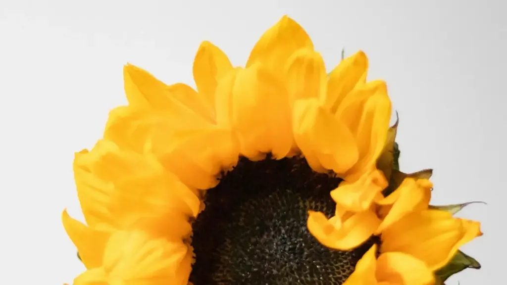 Guide for Togo advertisers to find Iraq Roposo creators and boost travel gear exposure with authentic UGC.