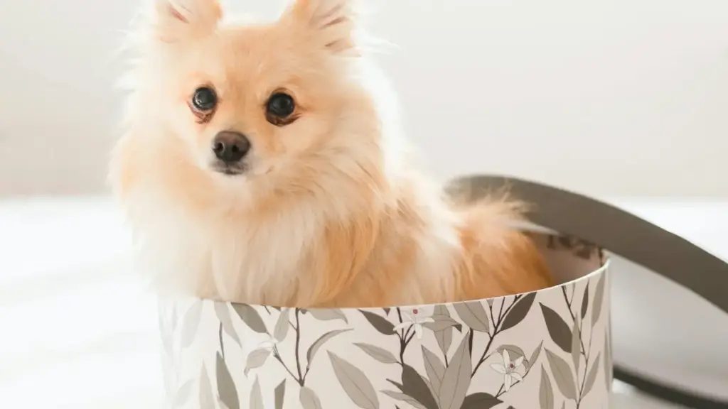 Ŋdi kple tips aɖe ɖe asi le ŋutɔ la me: how to find Armenia YouTube creators kple nyateƒe fitness challenges.