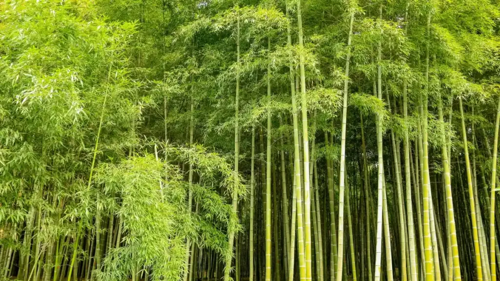 Mɔ nuɖuɖuwo le Togo: kple strategiwo ɖe nyaɖeŋu le fia China Snapchat creators eye wòɖe viral unboxing campaigns.