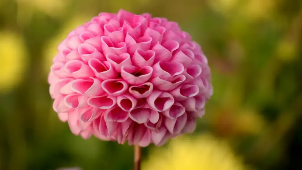 "Gakpɔgbeɖeɖeɖe: ŋutɔ le Togo kple biznesswo ƒe guía le nyaŋlɔ kple Malaysia SoundCloud creators kple fitness challenges."