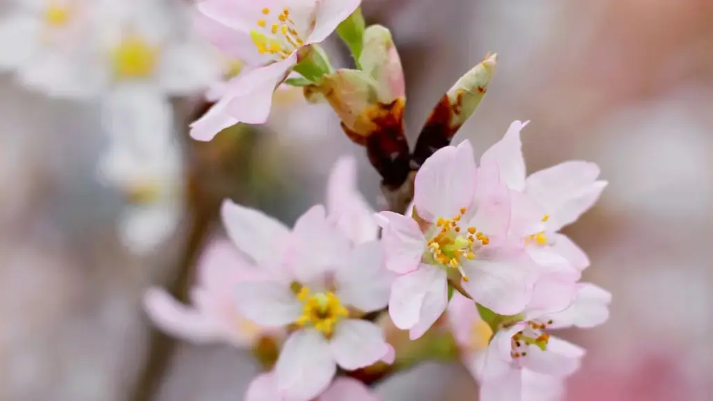 "Guidɛ dzi ɖe Togo advertisers meɖeɖe: nyateƒe la, nyadzɔdzɔ le Philippines vkontakte creators me, eye wòaɖe dance challenge kple collabs."