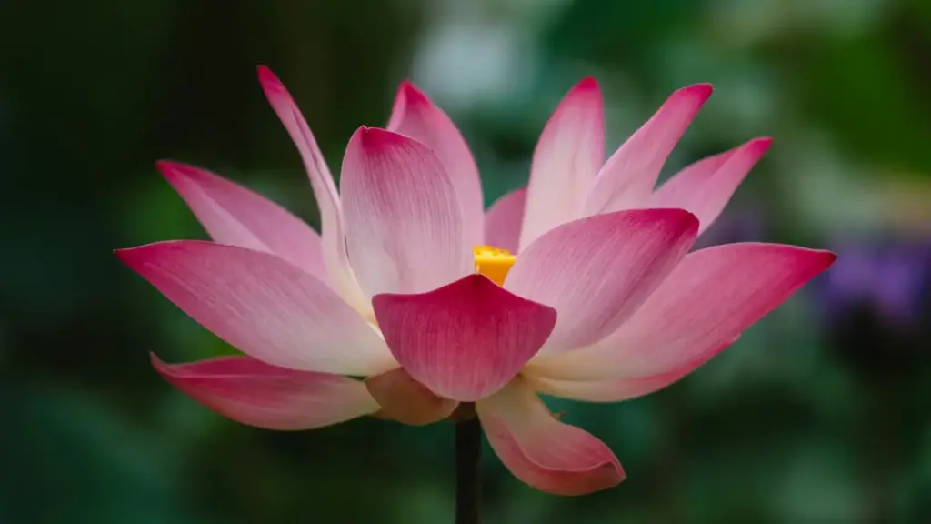 Gake nyateƒeɖiɖi: wòle LinkedIn geɖe le Puerto Rico me, tso BooLiba kple tɔtrɔwo na product testing.