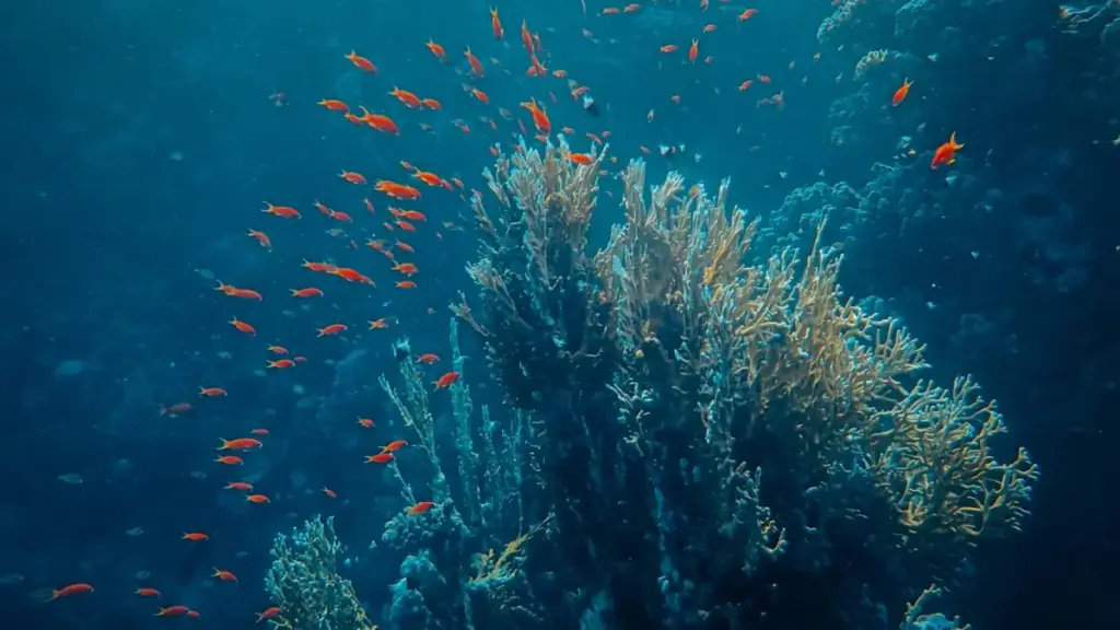 "Guides praktykɛl kple stratɛji woɖe Malta brands na TikTok be wòtsɔ testimonial videos, eye wòle ɖe deals."