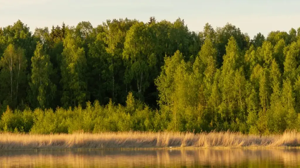 Alo creators le Togo: ƒe dzidzɔgbe ná nyateƒe kple lemeɖeŋuɖoɖo gbɔna kple Pakistan brands wɔ Telegram ƒe collab me.