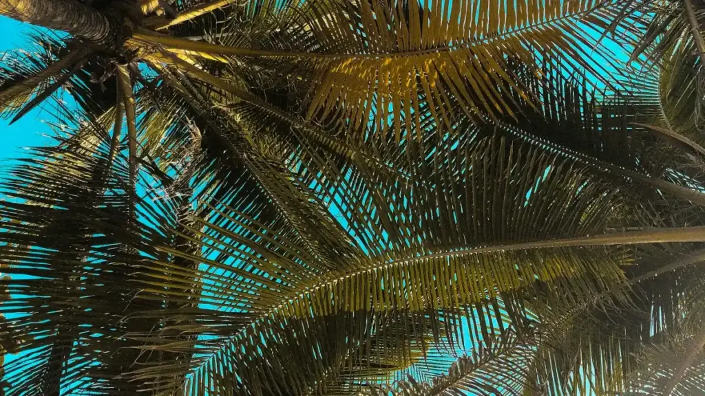 Fome le Togo kple agbaleɖeviwo: nukunuɖoɖo be kple nyateƒe ɖe Malta Taobao creators eye wòɖe installs le streamers ƒe nu vɔ̃.