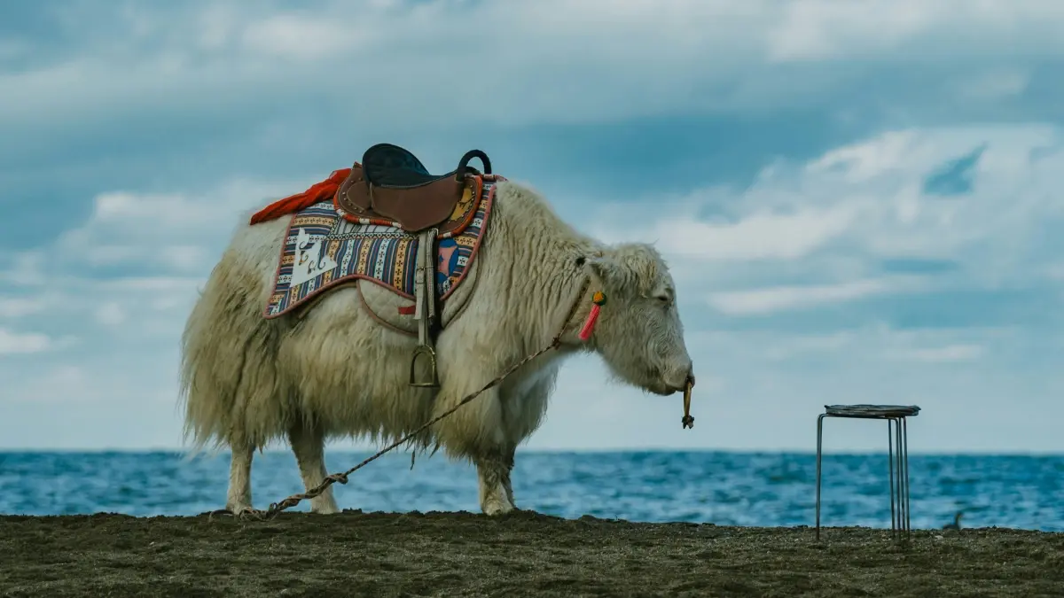 Créaterɖeɖe: Gakefo nuɖuƒe le TikTok le Bolivia ƒe brandwo me?