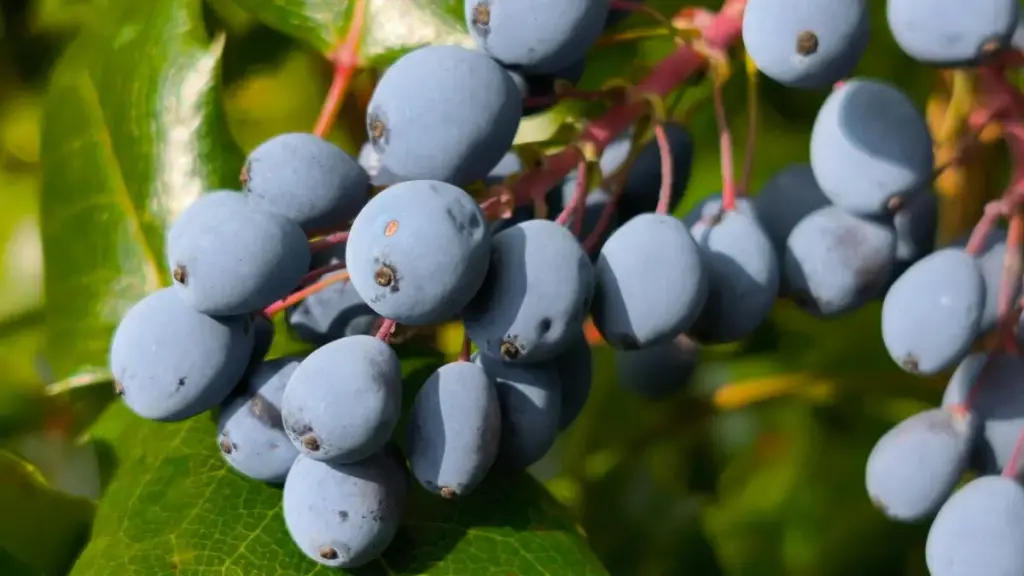 Ŋutsuɖeɖe le Snapchat gbeɖe: eye nɔ Bosnia-Herzegovina brands alo agencies ƒe dzi le giveaway kple game keys. Aƒe aɖe gɔme nyateƒe kple tactics.