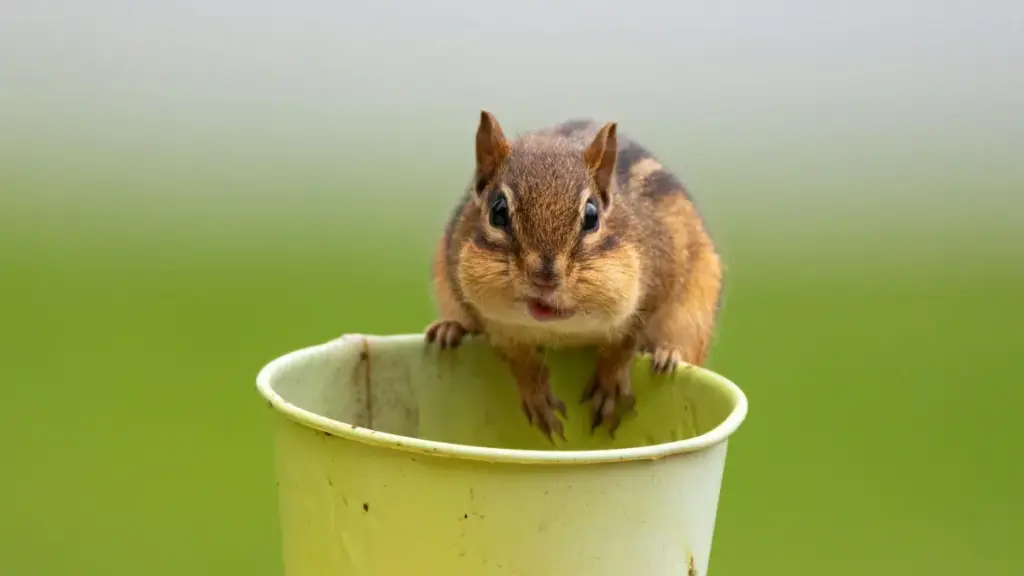 ŋgɔgbeɖiɖi kple agbaleɖeɖeŋlɔmeɖe: ŋutsuɖoɖo aloŋu kple Disney Plus le Chile, ŋutsu dziɖuɖu alo cross‑promo strategies me.