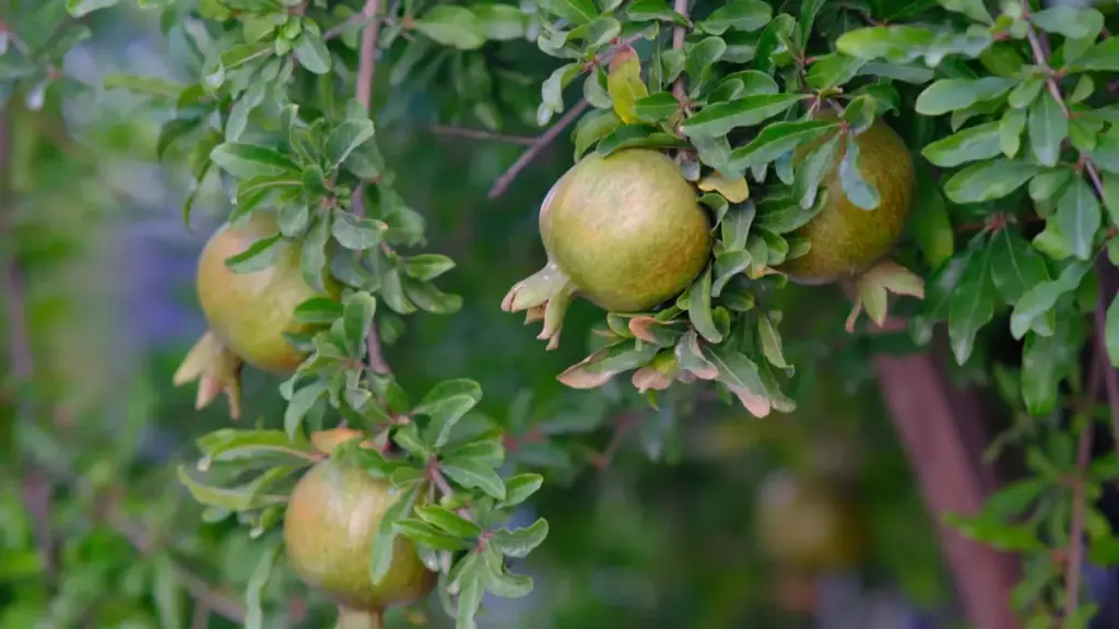 Aɖeɖeɖe: Ɖeviwo ɖe YouTube le Lebanon gbɔna ɖe susɔ̃ game sponsorship; strategi, contacts, negotiation tɔtrɔwo kple MaTitie tips.