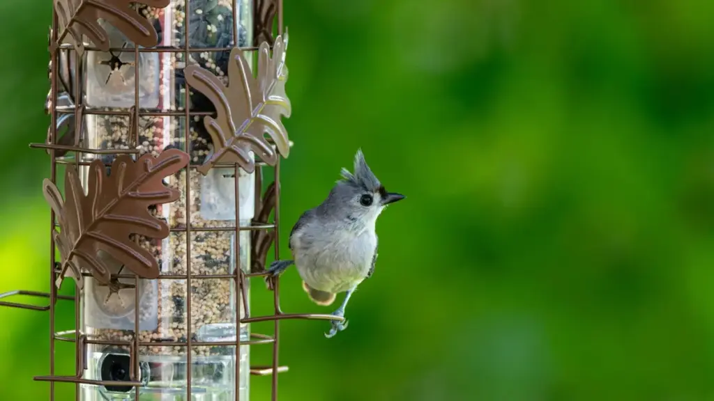 Nunya la, nu siɖa le Shopee Peru kple brands ɖe short-form branded videos ɖe — strategi, tools, kple maɖeɖe gbɔ.