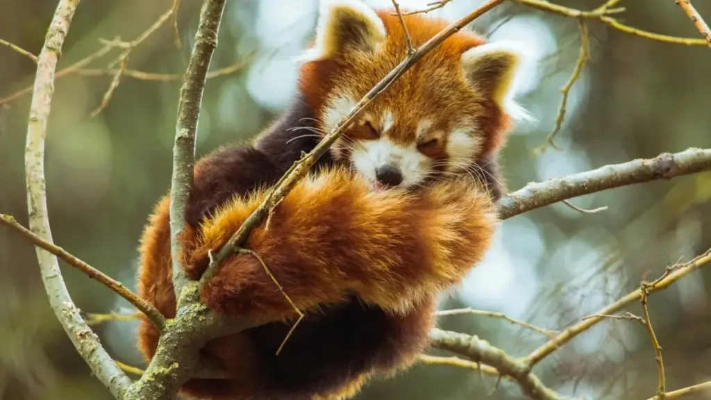 Xoxo le wòɖeŋu: nye strategies kple tools ɖe kukuƒoɖeɖe le Philippines brands me wɔ Spotify fia ɖe new artists ƒe exposure.