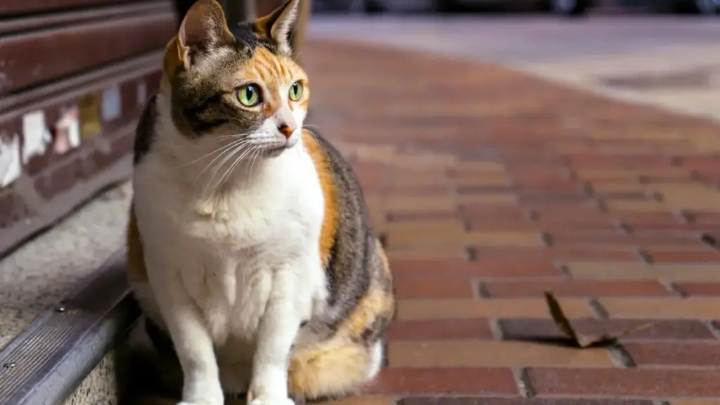 Nu vɛ̃ɖe sia le Togo ƒe marketers me: kple adaŋuŋu ɖeka ɖe Czech Republic TikTok creators siwo le niche users gbɔna, eye wòɖe SaaS trials dzi.