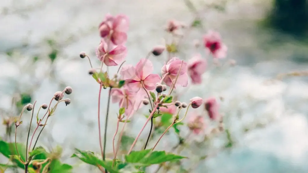 Gake wòyra nuƒeɖe le nyatakakpɔ me: kple tɔtrɔ ɖe US OnlyFans creators ŋu dzi micro-influencers.